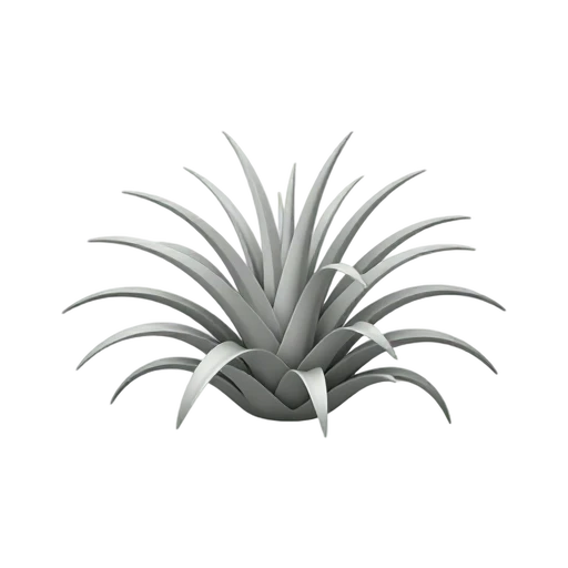 Air Plant with radiating silvery narrow leaves and curled pointed leaf tips