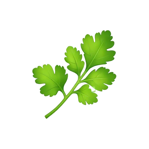 Chervil herb with delicate fernlike divided leaves
