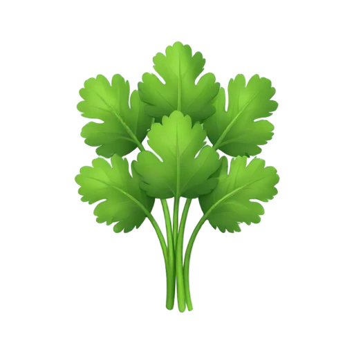 Fresh cilantro bunch with leafy tops and long stems