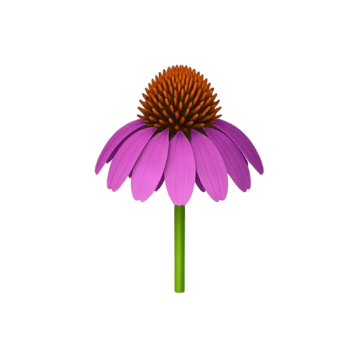 Coneflower with drooping pink-purple petals and raised copper-brown spiky cone