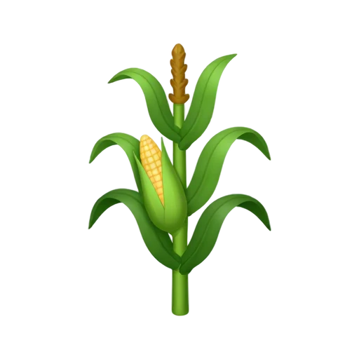 Corn Stalk with tall green blade leaves and one ear of corn in pale husk