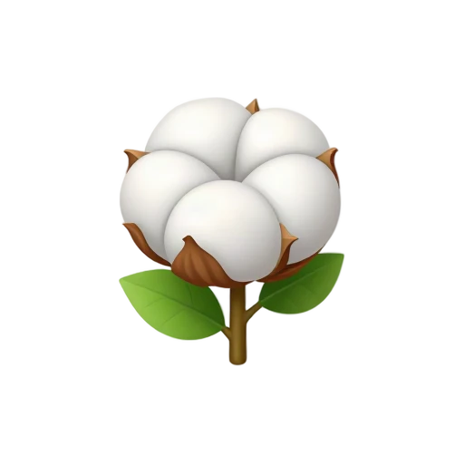 Cotton Boll with fluffy white cotton tufts and brown opened seed pod