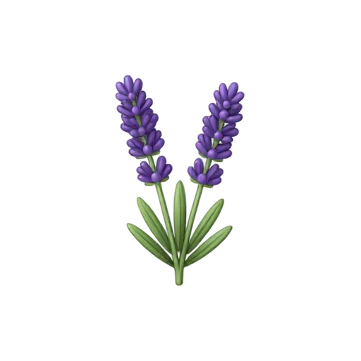 Purple lavender flower spike with narrow silvery leaves