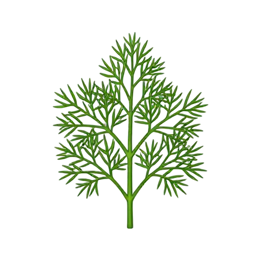 Feathery dill fronds on thin green stems