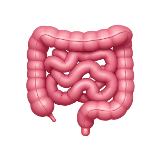 Human intestines anatomy emoji