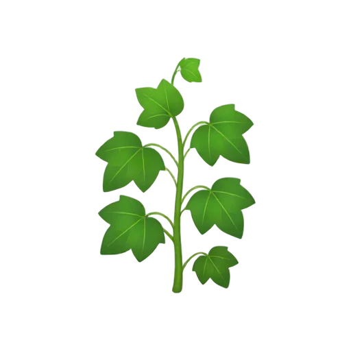 Ivy Vine with trailing curving stem and dark green five-lobed leaves