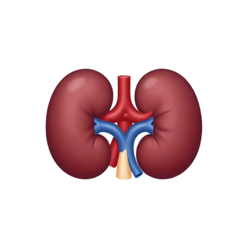 Kidney with artery vein and ureter emoji