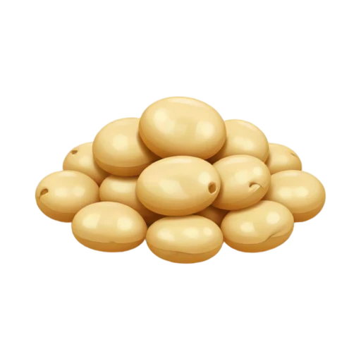 Plump flat oval lupini beans with golden cream color