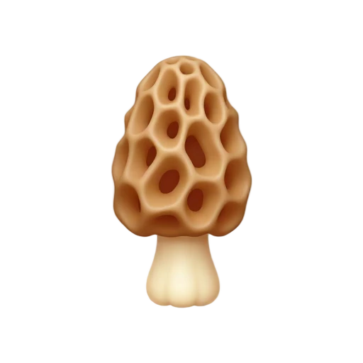 One tan morel mushroom with honeycomb cap and pale stem, no ground, shadow, or scenery.