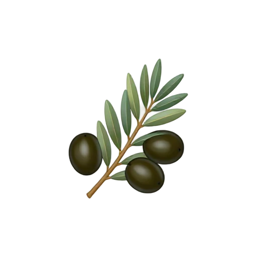 Olive Branch with thin woody twig and slender silver-green leaves