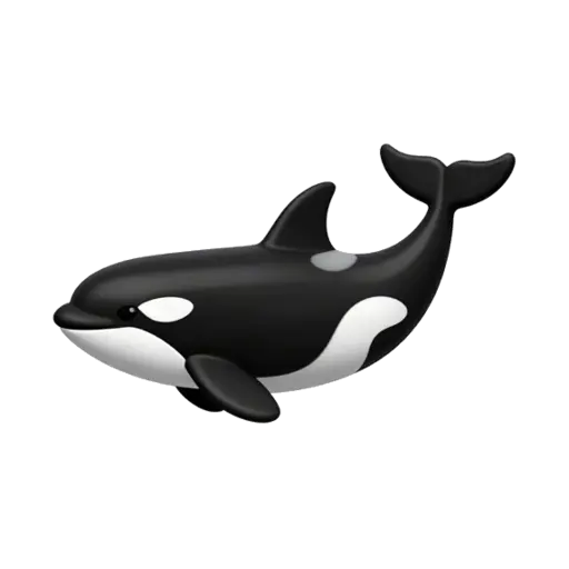 Black and white orca swimming