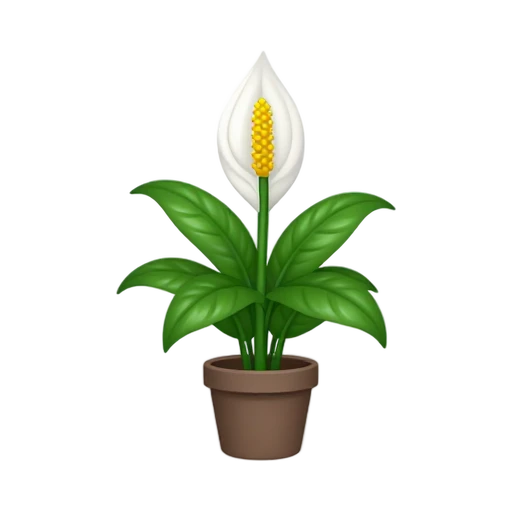 Peace Lily with one white curved spathe and upright yellow spadix