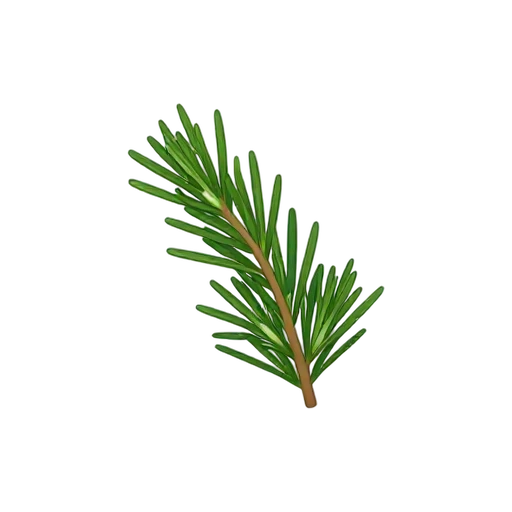 Rosemary sprig with narrow needle-like green leaves