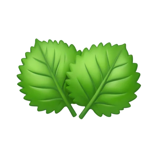 Bright green shiso perilla leaves with serrated edges