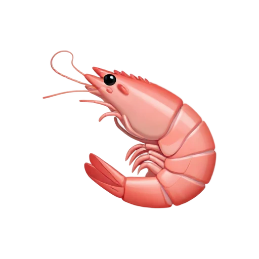 Curled pink shrimp