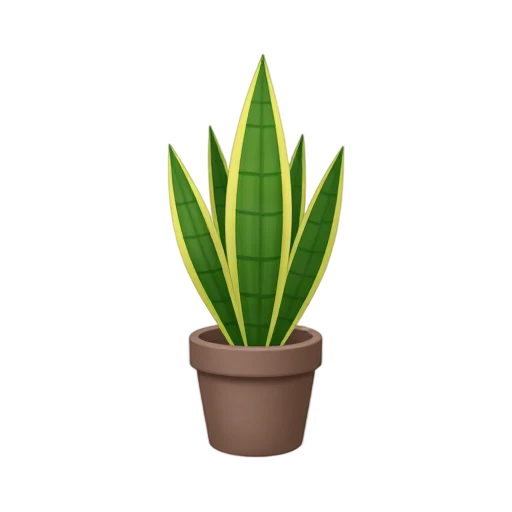 Snake Plant with upright sword-shaped leaves and dark green crossbands