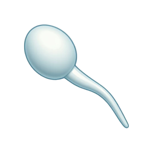 Single pale sperm cell with an oval head, short midpiece, and long curved tail