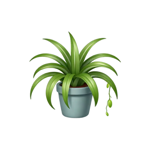 Spider Plant with long arching striped leaves and one dangling baby plantlet