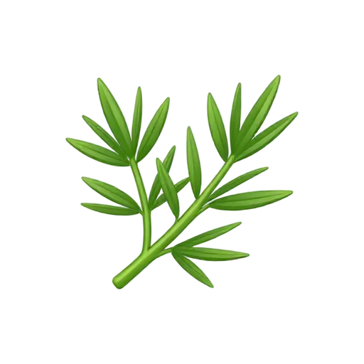 Fresh tarragon sprig with narrow pointed leaves