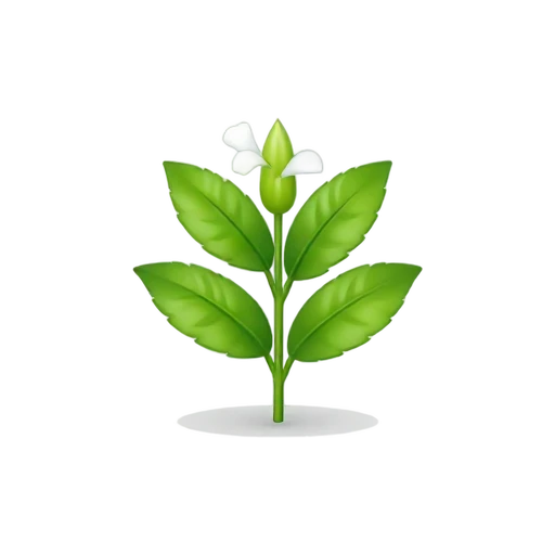 Tea Plant with small serrated glossy leaves and one white five-petaled flower