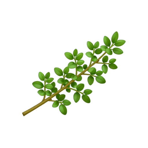 Fresh thyme sprig with small oval leaves on thin woody stems