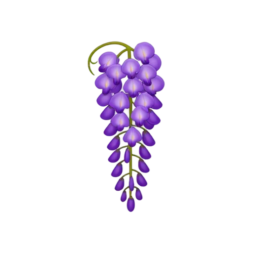 Wisteria with long hanging purple blossoms and many small pea-shaped flowers